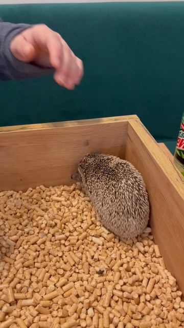 Еж кафе - Минск