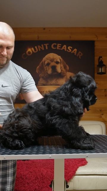 Свободный щенок Арчи