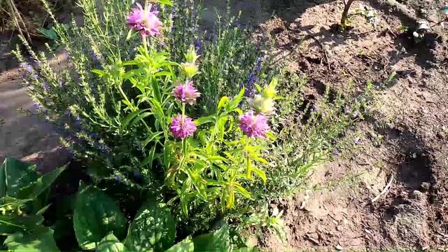 Выращивание монарды лимонной из семян