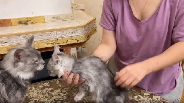 Котята питомника кошек  МАКСИМУМ ДУШИ