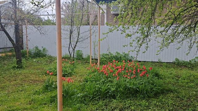 Очищаем лес,сажаем сад