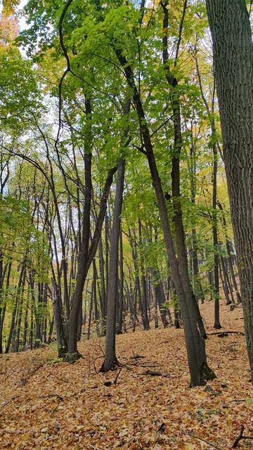 Золотая осень Самары , Лес, Липняк Пролесниковый