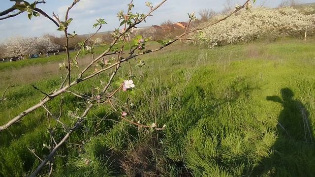 Сады цветут в Тагаг