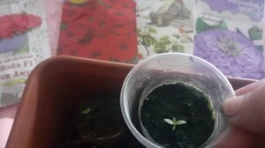 19.04.2026 Определилась со способом выращивания эустомы. Новые семена.