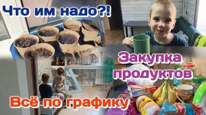 Закупка продуктов/Всё по графику/Рассада.Что им надо?!Болталка  Часть 1