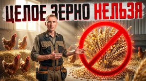 Чем нельзя кормить кур молодок
