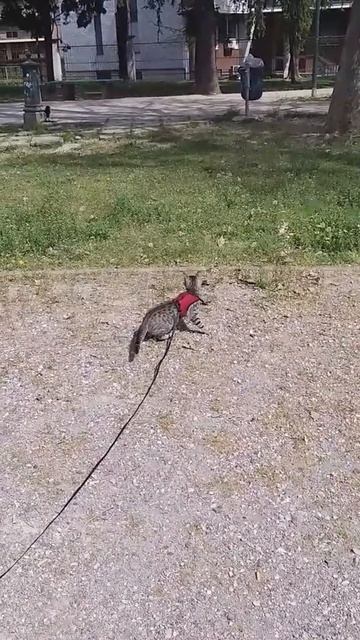 Прогулка🤣