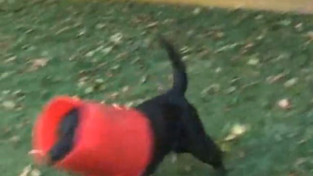 Charcoal And His Bucket