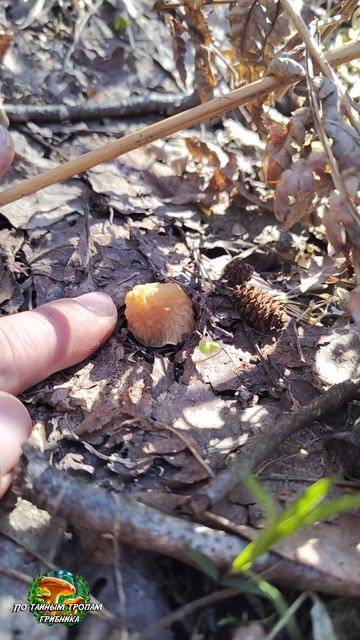 Сморчковая шапочка 2026