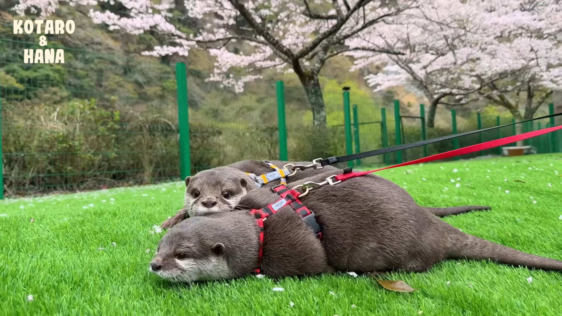Отряд выдр отправляется полюбоваться цветущей сакурой