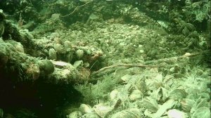 1000015292.mp4Волга гл.2м.19.04.2026г.