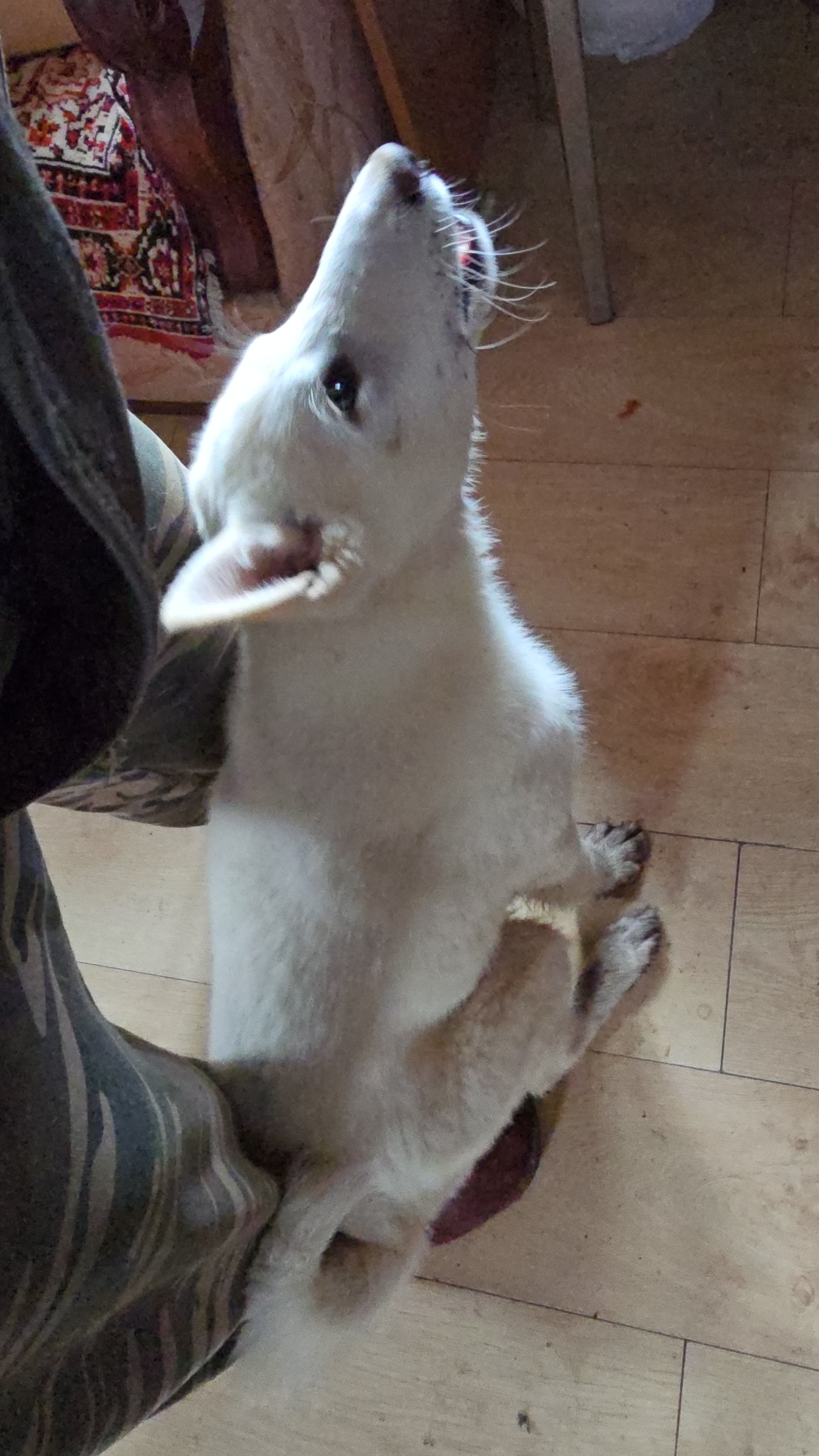 Забар сидеть!