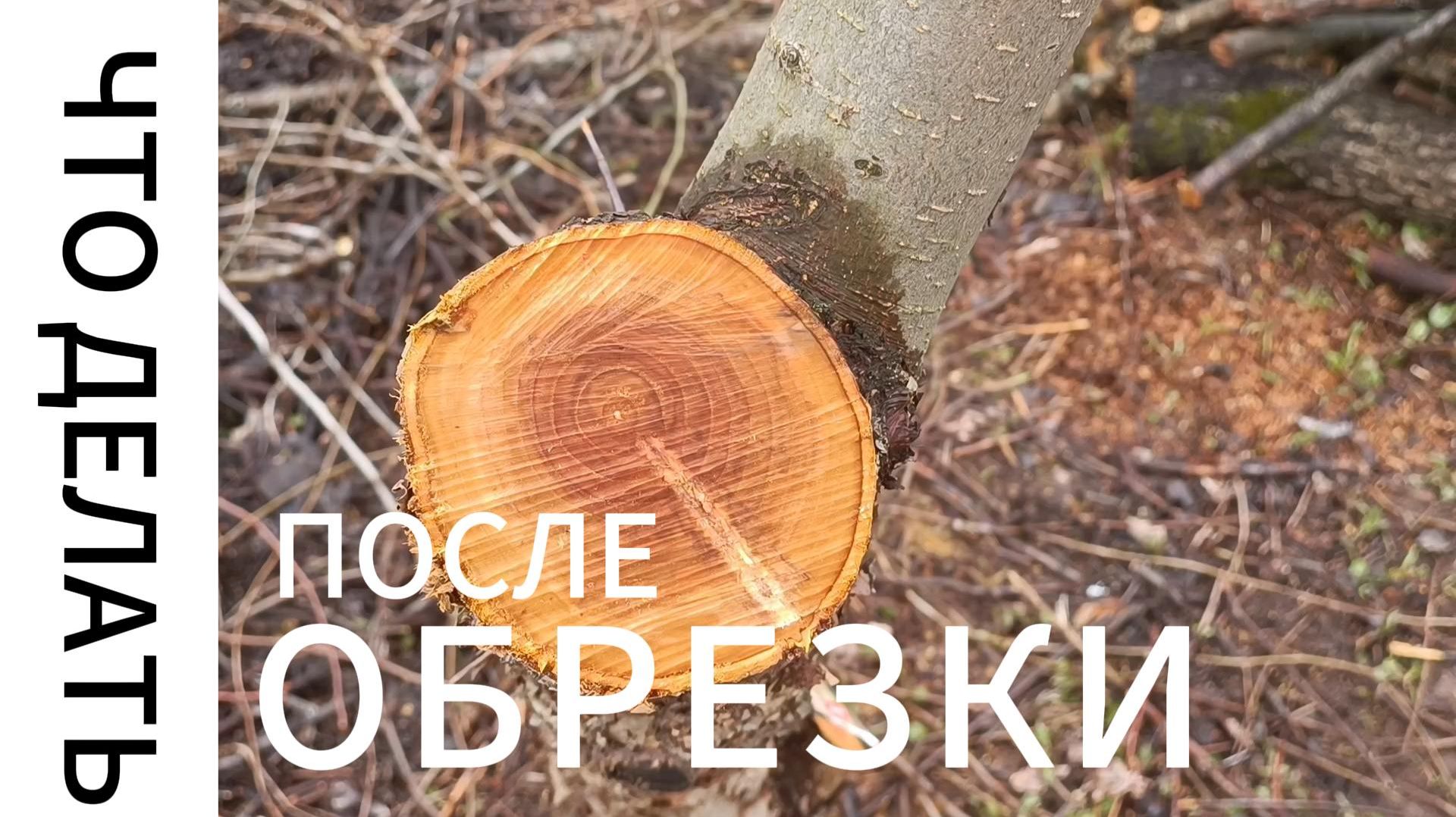 ЧТО ДЕЛАТЬ ПОСЛЕ ОБРЕЗКИ ЯБЛОНИ