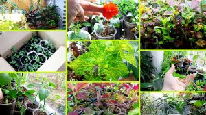 19.04-Холод. Рассада томится на подоконниках и стеллажах. Обзор. Лес из колеусов и домашние цветы.