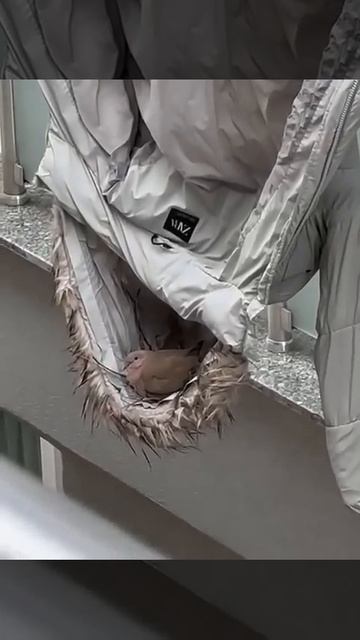 Видео от Департамент Вирусного Контента  ДВК