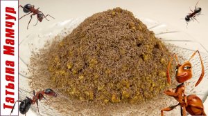 Торт "Муравейник" с шоколадными муравьями / Рецепт из детства