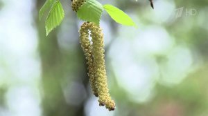 В регионах Центральной России началось цветение березы - главного источника весенней аллергии.