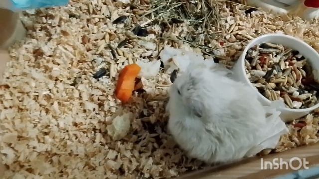 Метруся. 19.04.2026.