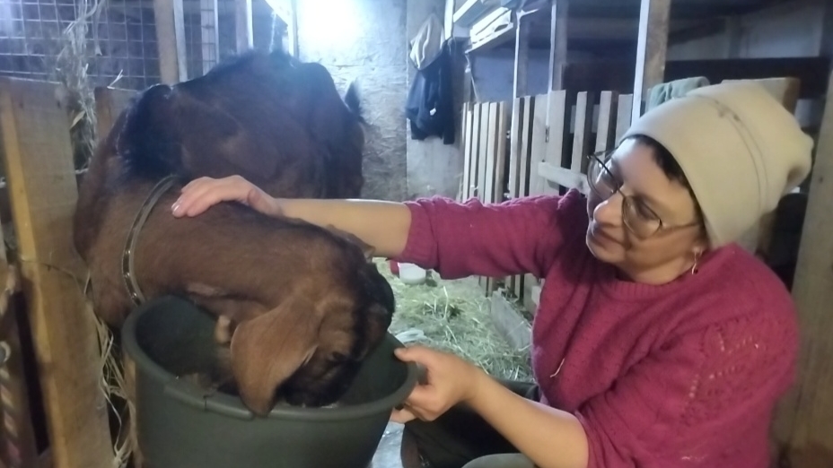 19-04-2026 Утренняя управа / моё хозяйство / деревенская жизнь / козы / куры / цыплята.