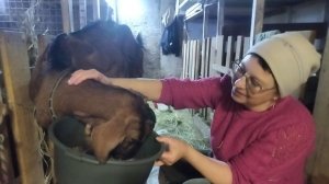 19-04-2026 Утренняя управа / моё хозяйство / деревенская жизнь / козы / куры / цыплята.