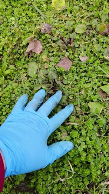 Примула многолетник