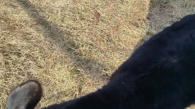 3 ДЕНЬ ПОДРАЩИВАНИЯ БЫЧКА