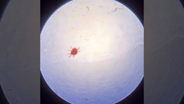 Красный клещ в речной воде!