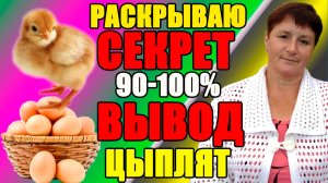 Раскрываю СЕКРЕТ, как получить 90-100% вывод цыплят.