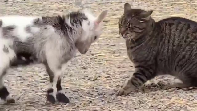 🥰Козлёнок попытался быкануть на кота и пободаться с ним, но пушистый подумал, что с ним ласкаются.