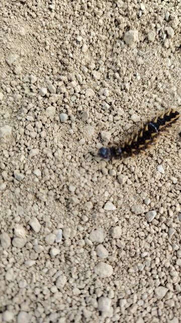 Как выглядит  тропическая многоножка Anoplodesmus Saussurii