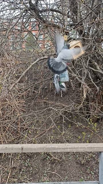 СООБРАЗИТЕЛЬНЫЙ ГОЛУБЬ