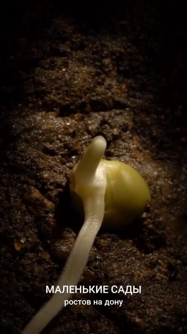 Ужас! Они выползали из земли и я не знал куда спрятаться! Маленькие Сады