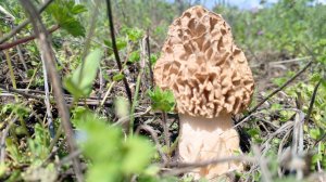 За грибами в Неклиновский район