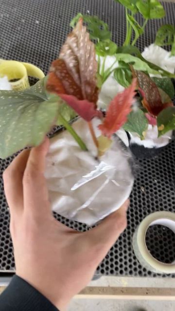 Как мы упаковываем и отправляем растения