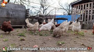 Курочки дворовые селяночки лучшие беспородные несушки 🥚 (2)