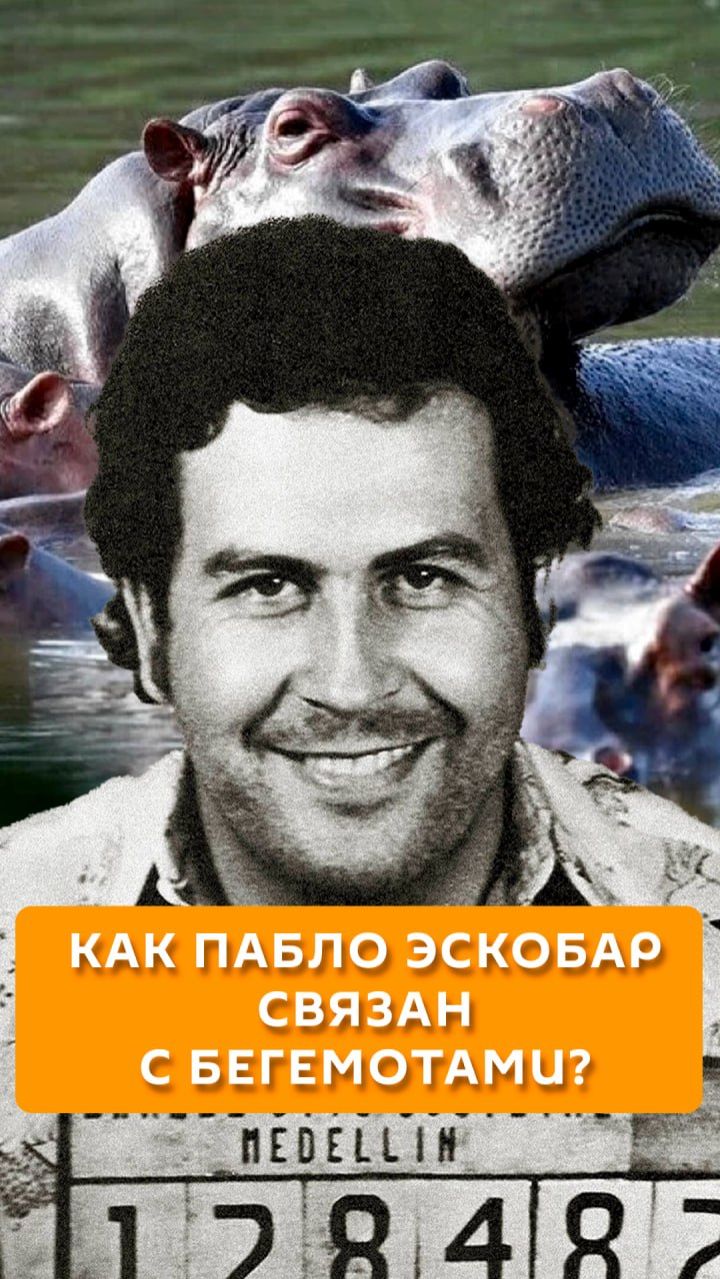 Как Пабло Эскобар связан с бегемотами?