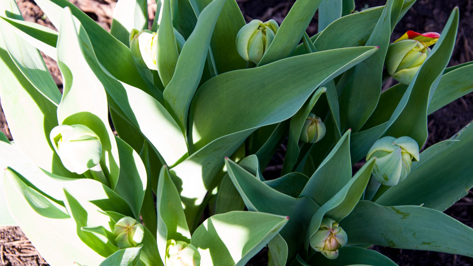 Работы в саду и огороде, радости и огорчения, первые посадки овощей