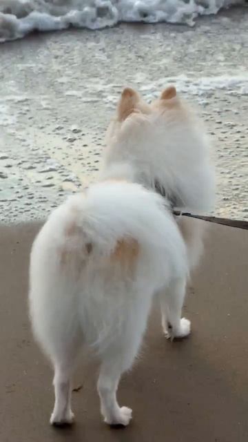 Анапа 2026. Лебеди и Мейджик.