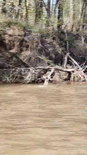 ОЛЕНЬ!! ЭТО ОЛЕНЬ!