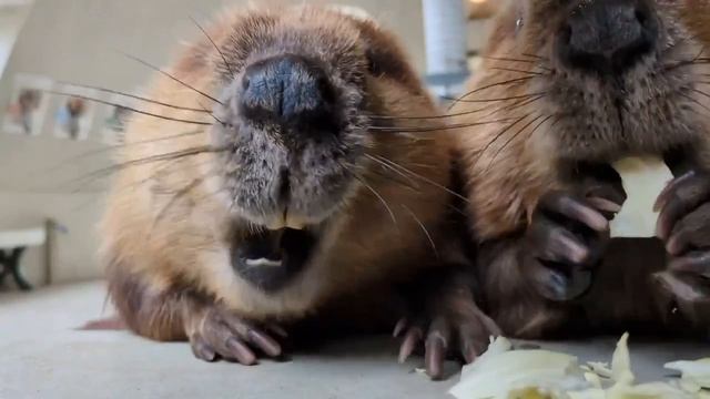 VID_20260419_123255_440.mp4