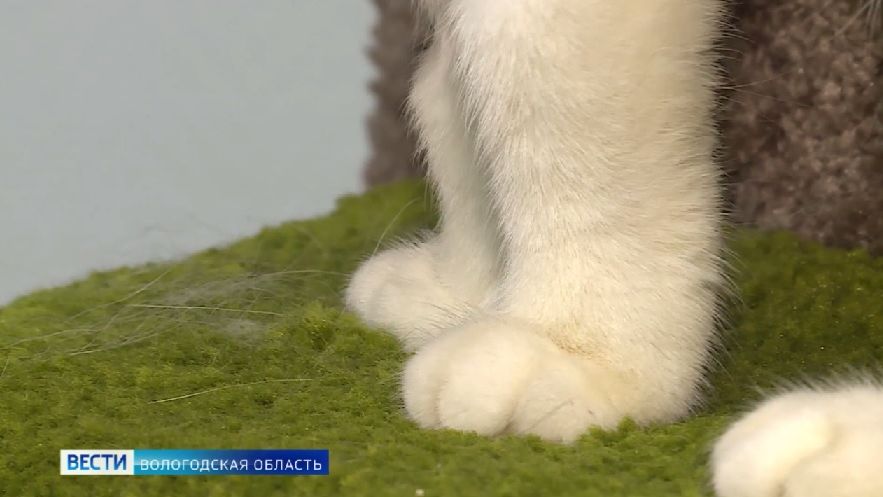 Путь домой: вологжане помогают брошенным животным обрести любящих хозяев