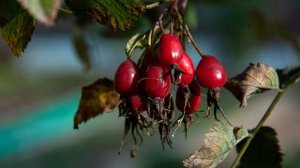 В России приняли новый ГОСТ на шиповник