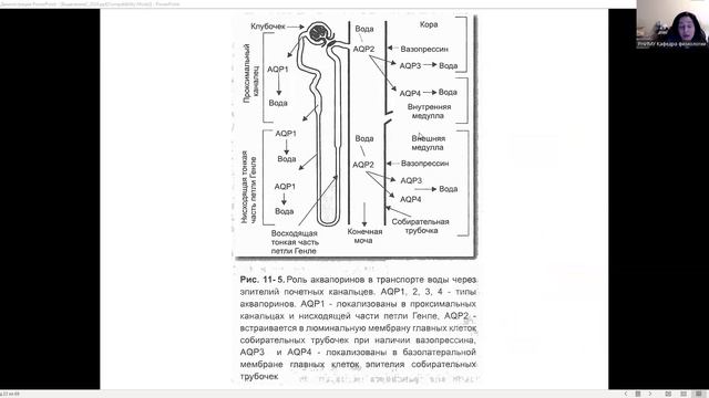 Лекция 19. Нормальная физиология для ИКМ и ИМД. Гомеостаз. Почки. Шишелова А.Ю.