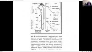Лекция 19. Нормальная физиология для ИКМ и ИМД. Гомеостаз. Почки. Шишелова А.Ю.