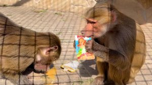 Что делать? РАЗВИВАТЬ интеллект или РАЗМАЗЫВАТЬ? Ох и "не любим" мы Люсю, БОЛЬШЕ ВСЕХ 😂