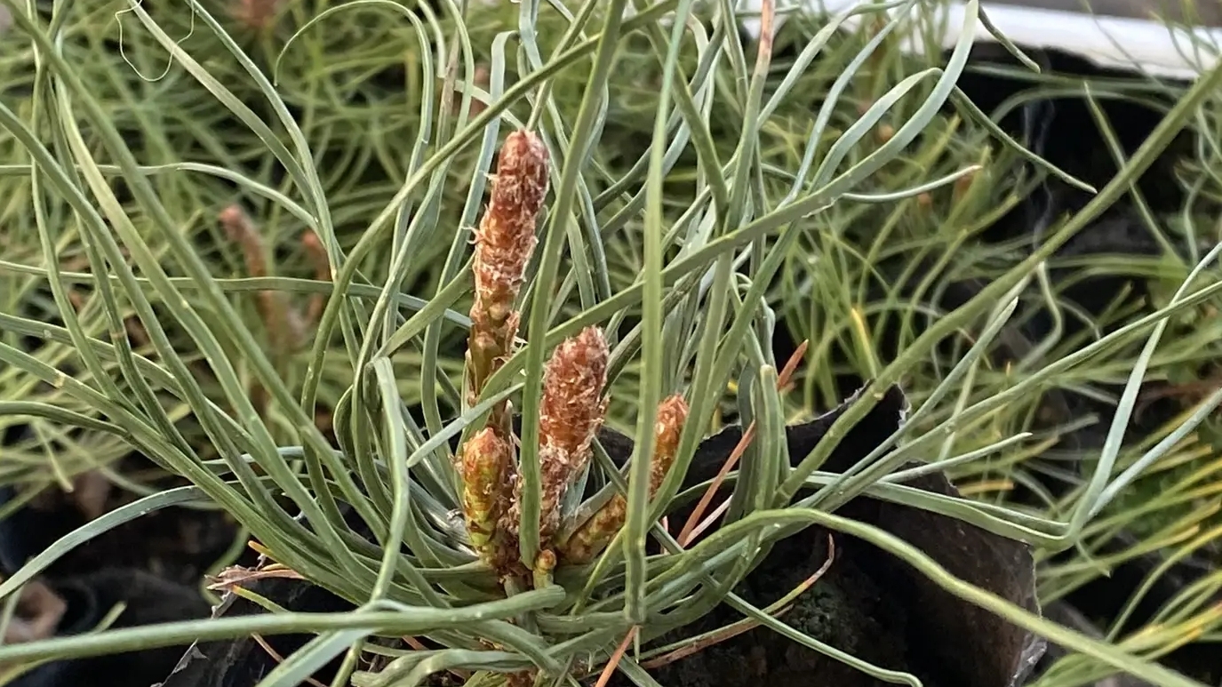 Пумилио сосна горная