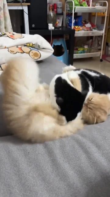 СМЕШНЫЕ КОТЫ 😺 2026 ЛУЧШИЕ ПРИКОЛЫ С КОТАМИ ,КОШКАМИ ,ЖИВОТНЫЕ,СМЕШНЫЕ ВИДЕО