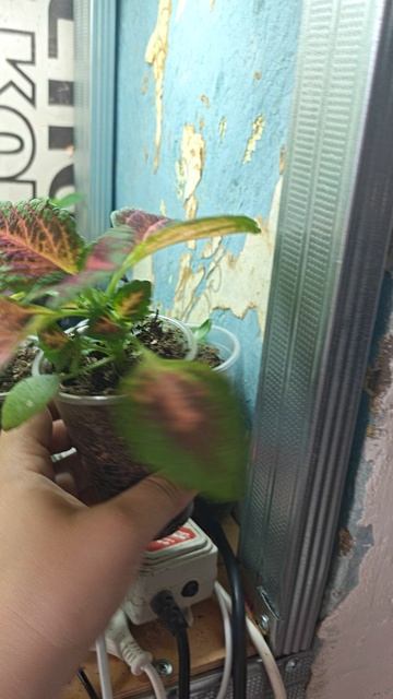 Рассада под белыми лампами