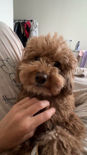 Рабочий день с пушистым ассистентом 🐶