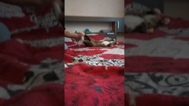 в мире животных